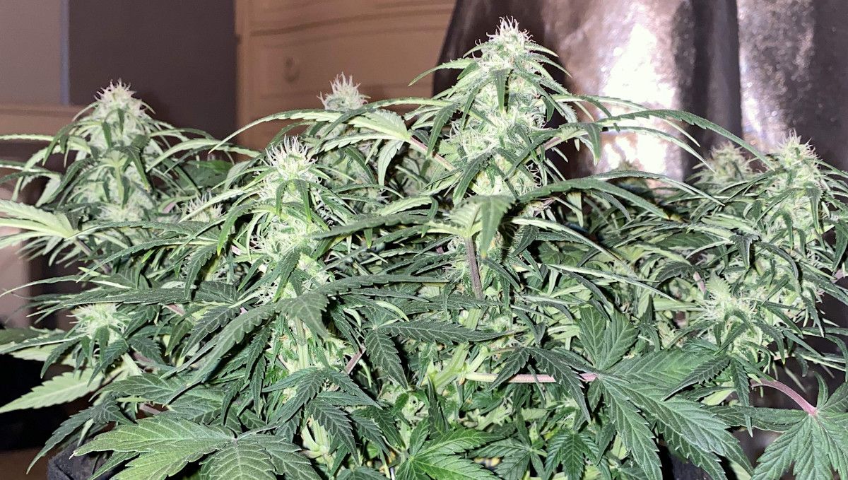 Skunk Auto Cannabis-Sorte Wochen-für-Wochen-Anleitung: Eine kompakte, niedrig wachsende Autoflower mit zahlreichen schneeweißen, harzigen Colas. Skunk Auto Cannabis-Sorte Wochen-für-Wochen-Anleitung: Eine kompakte, niedrig wachsende Autoflower mit zahlreichen schneeweißen, harzigen Colas.