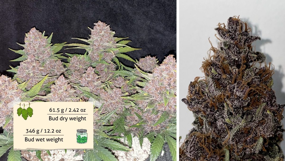 Purple Lemonade Auto Cannabis Strain Week-by-Week Guide - A mature purple autoflower ready to be chopped and a dried purple bud (with yield figures)