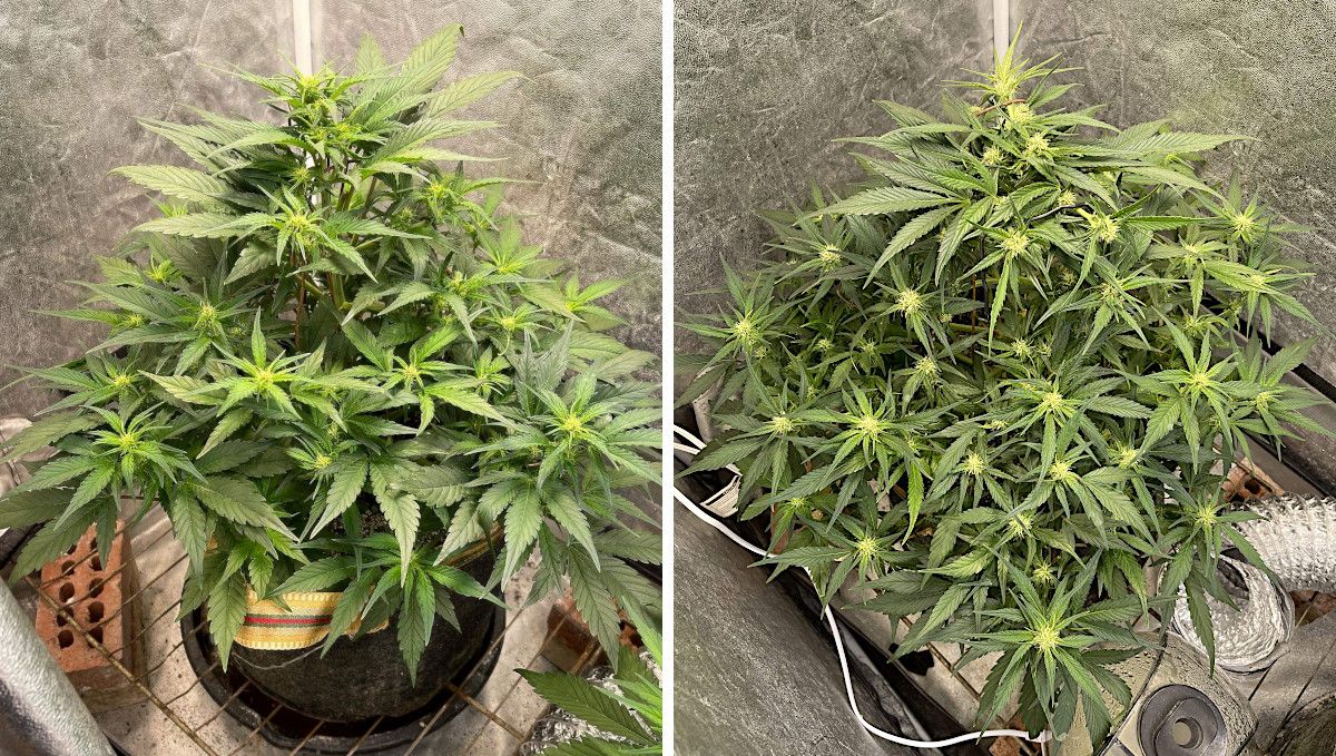 Gorilla Z Auto cannabis strain: early flower | weeks 6-7 | early buds on an indoor autoflower