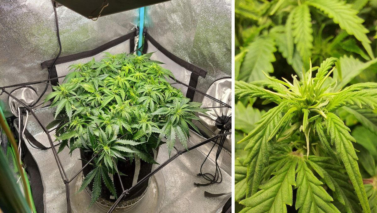 Super Lemon Haze Auto cannabis strain: transition (pre-flower) | week 5 | a medium-large indoor weed plant trained using the ScrOG method and a closeup of the first pistils on one of its many tops Super Lemon Haze Auto cannabis strain: transition (pre-flower) | week 5 | a medium-large indoor weed plant trained using the ScrOG method and a closeup of the first pistils on one of its many tops
