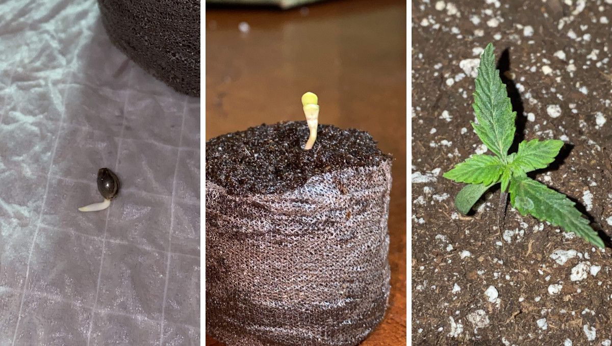 Skunk Auto Cannabis-Sorte Wochen-für-Wochen-Anleitung: 3 Fotos, die einen gekeimten Samen, einen aus der Erde sprießenden Keimling und einen 7 Tage alten Sämling zeigen. Skunk Auto Cannabis-Sorte Wochen-für-Wochen-Anleitung: 3 Fotos, die einen gekeimten Samen, einen aus der Erde sprießenden Keimling und einen 7 Tage alten Sämling zeigen.