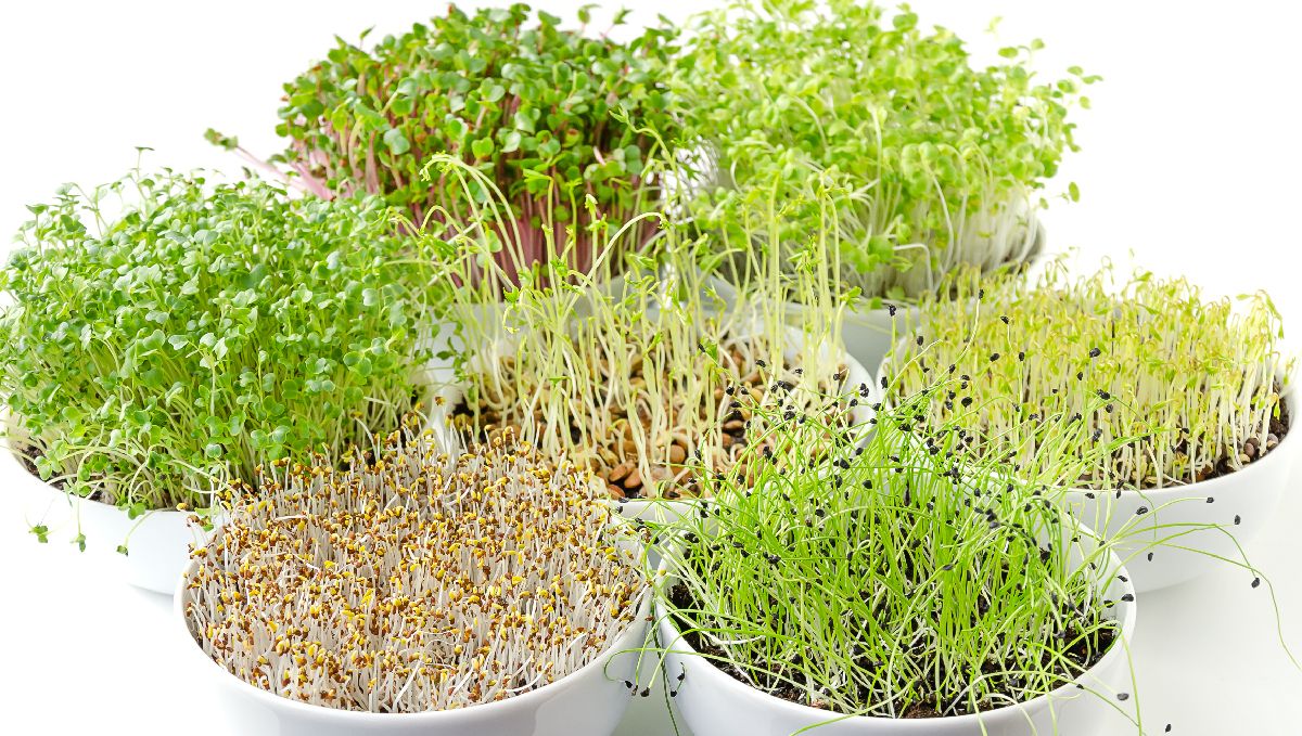 Organic teas for cannabis: sst