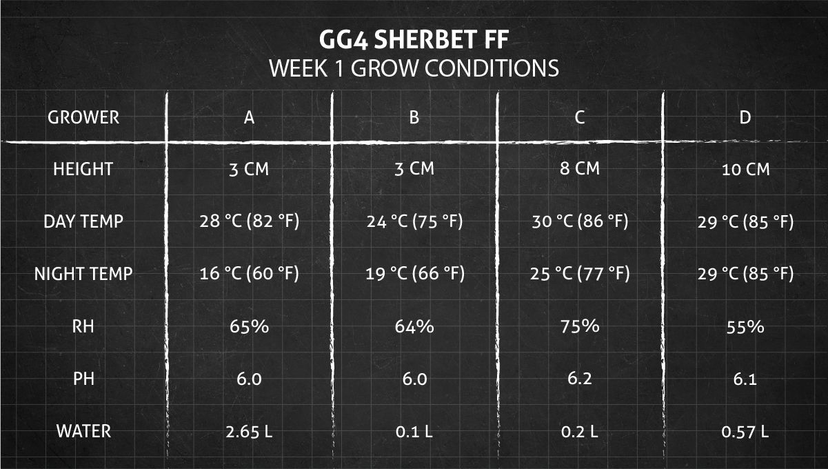 GG4 Sherbet FF cannabis strain: week 1 grow conditions