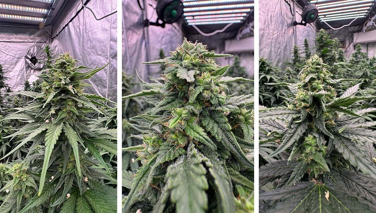 col16-2.jpg Post pollinated Amnesia