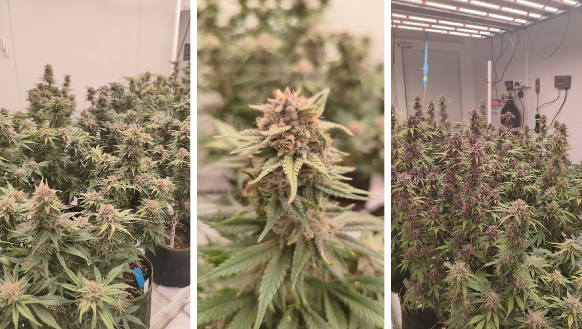 Collage (7).jpg Collage of cannabis plants exhibiting uniformity and healthy growth.