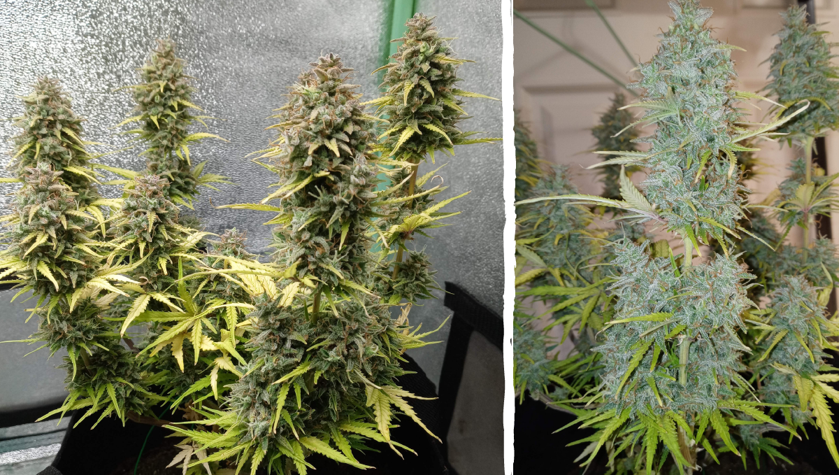 Cinderella auto week-by-week guide: harvest Cinderella auto week-by-week guide: harvest