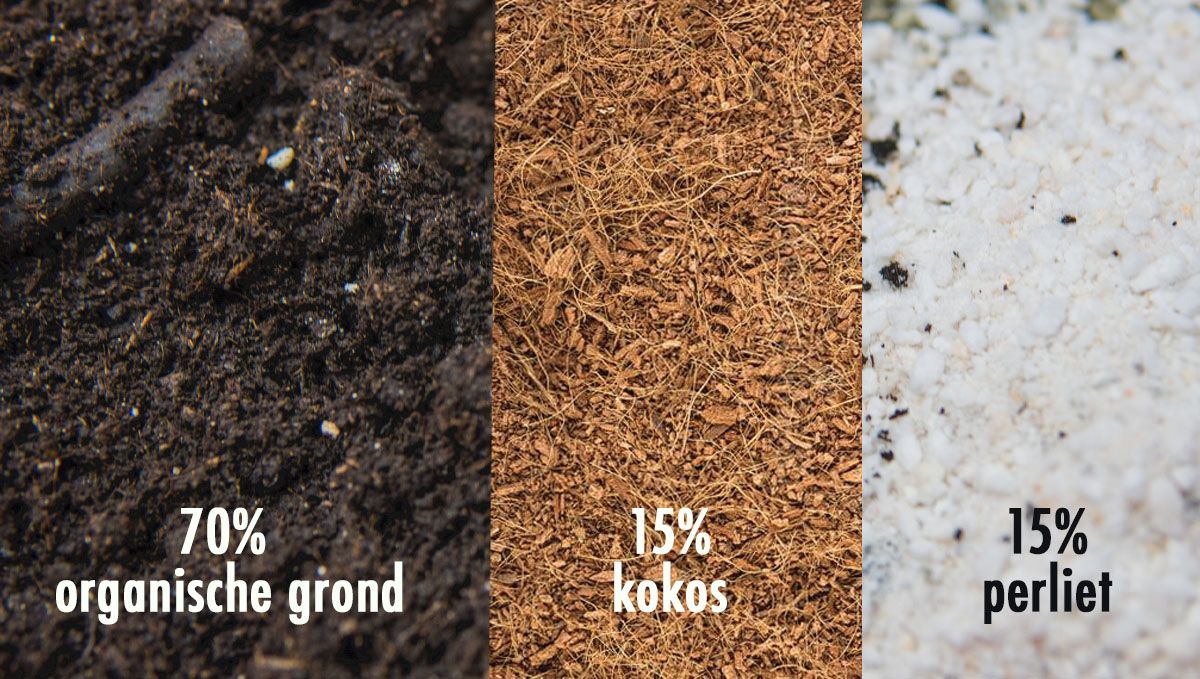 Welke grond is het beste voor zelfbloeiende cannabis?: De beste organische grondmix voor ervaren kwekers Welke grond is het beste voor zelfbloeiende cannabis?: De beste organische grondmix voor ervaren kwekers