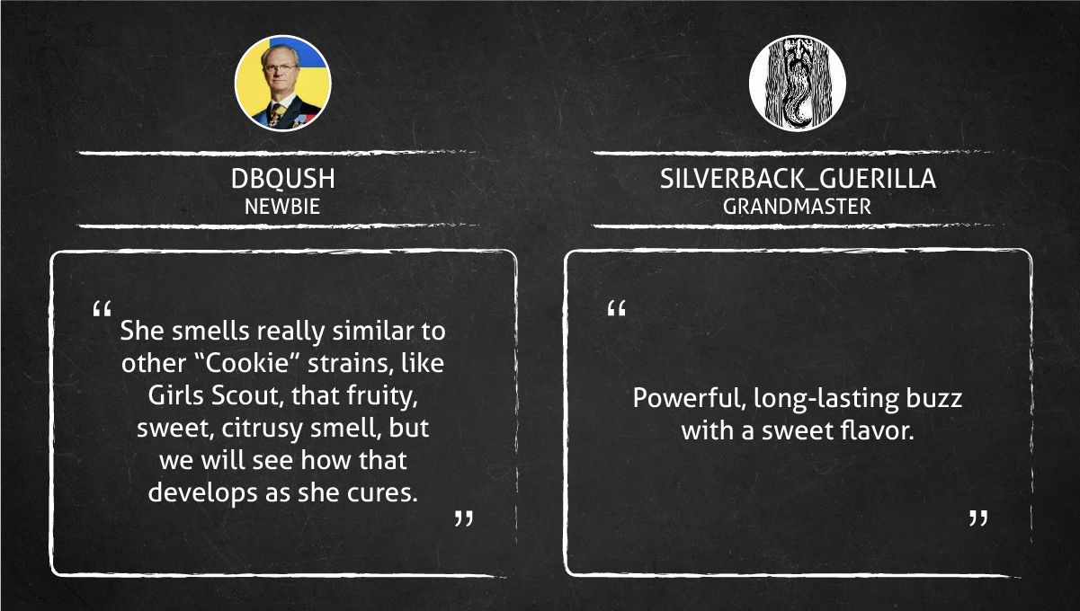 Gorilla Cookies FF cannabis strain: smoke report Gorilla Cookies FF cannabis strain: smoke report