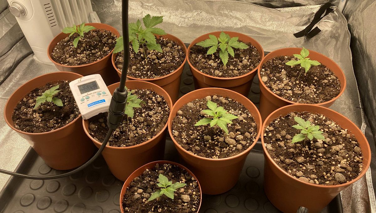 Liberty Haze Cannabis Strain Week-by-Week Guide: Nine 2-week-old seedlings in plastic containers in a grow tent