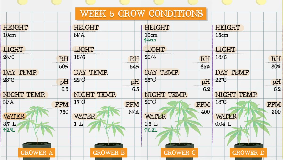 Forbidden Runtz Auto Cannabis Strain Week-by-Week Guide: Week 5 grow conditions Forbidden Runtz Auto Cannabis Strain Week-by-Week Guide: Week 5 grow conditions