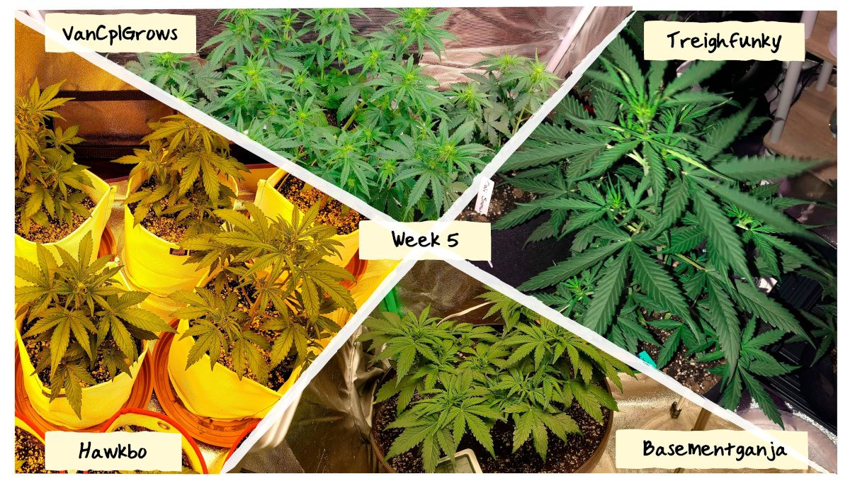 Grow Progress: Week 5 Grow Progress: Week 5