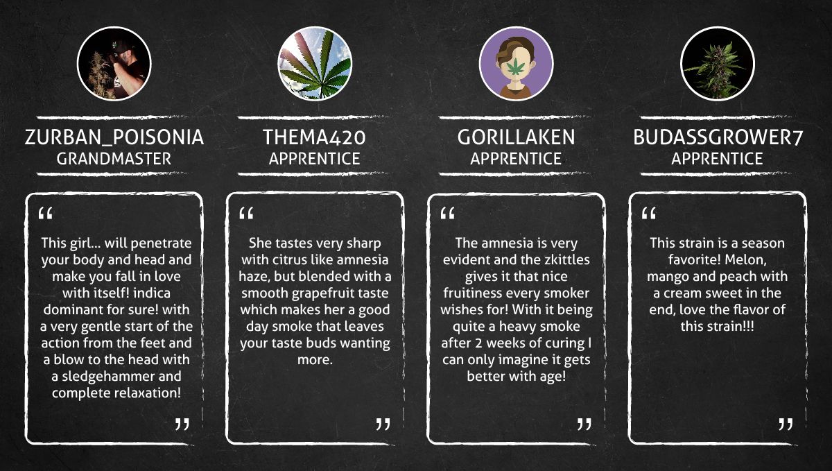 Amnesia Z Auto cannabis strain: smoke report Amnesia Z Auto cannabis strain: smoke report