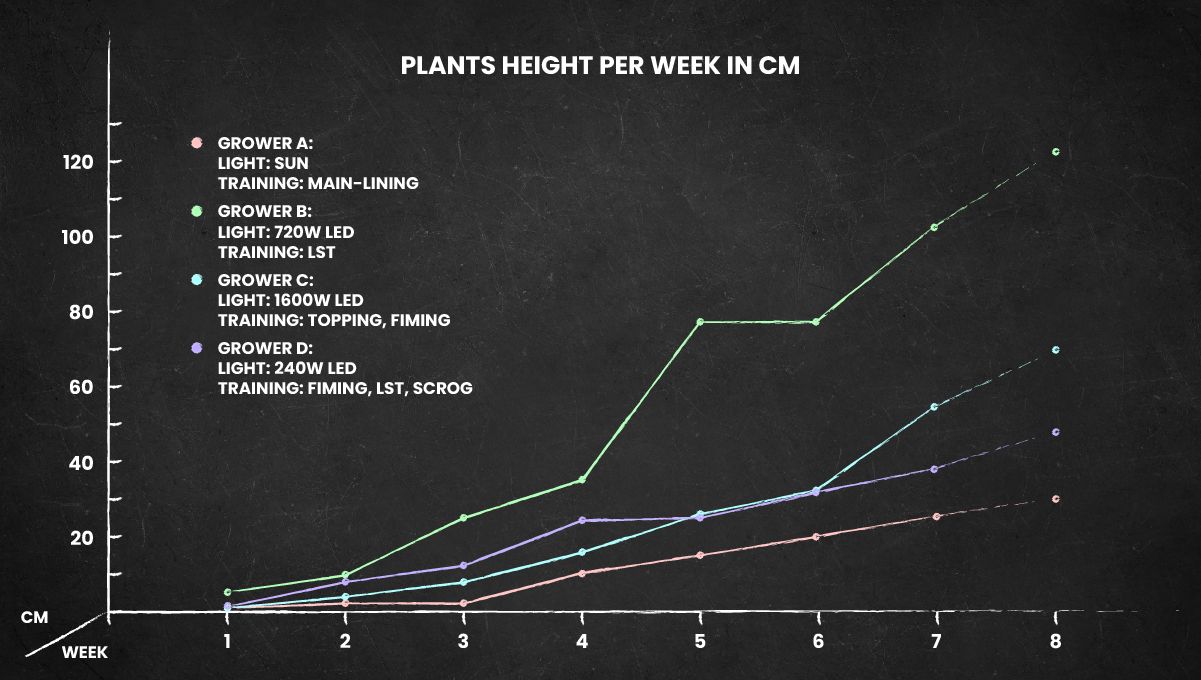 Gorilla Cookies FF cannabis strain: height chart for the whole life cycle Gorilla Cookies FF cannabis strain: height chart for the whole life cycle