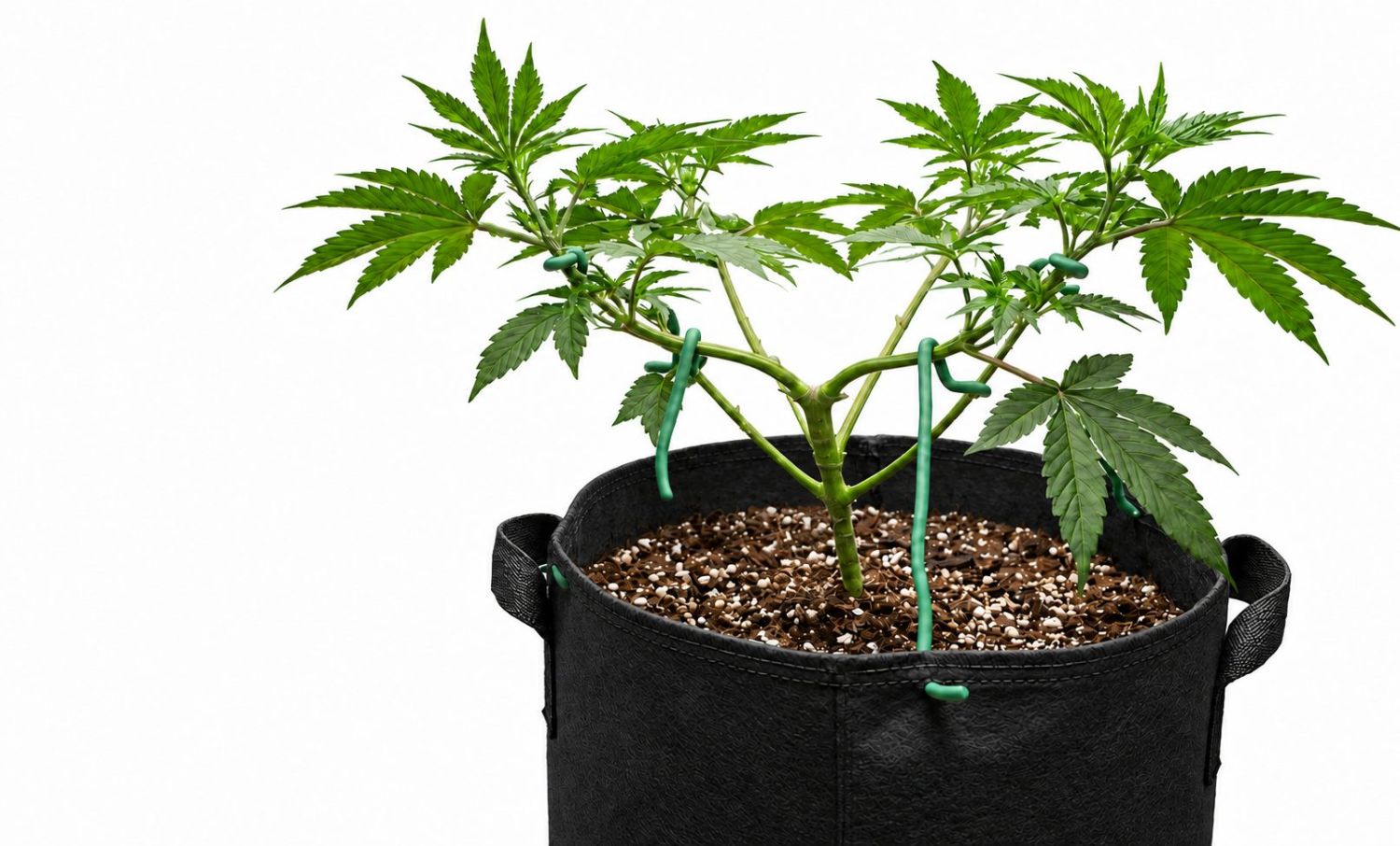 All About Autoflowers - plant training techniques All About Autoflowers - plant training techniques