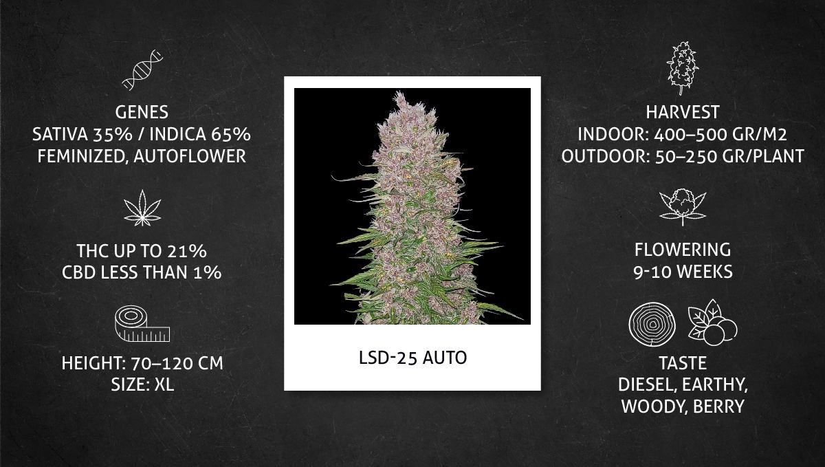 LSD-25 Auto cannabis strain: datasheet