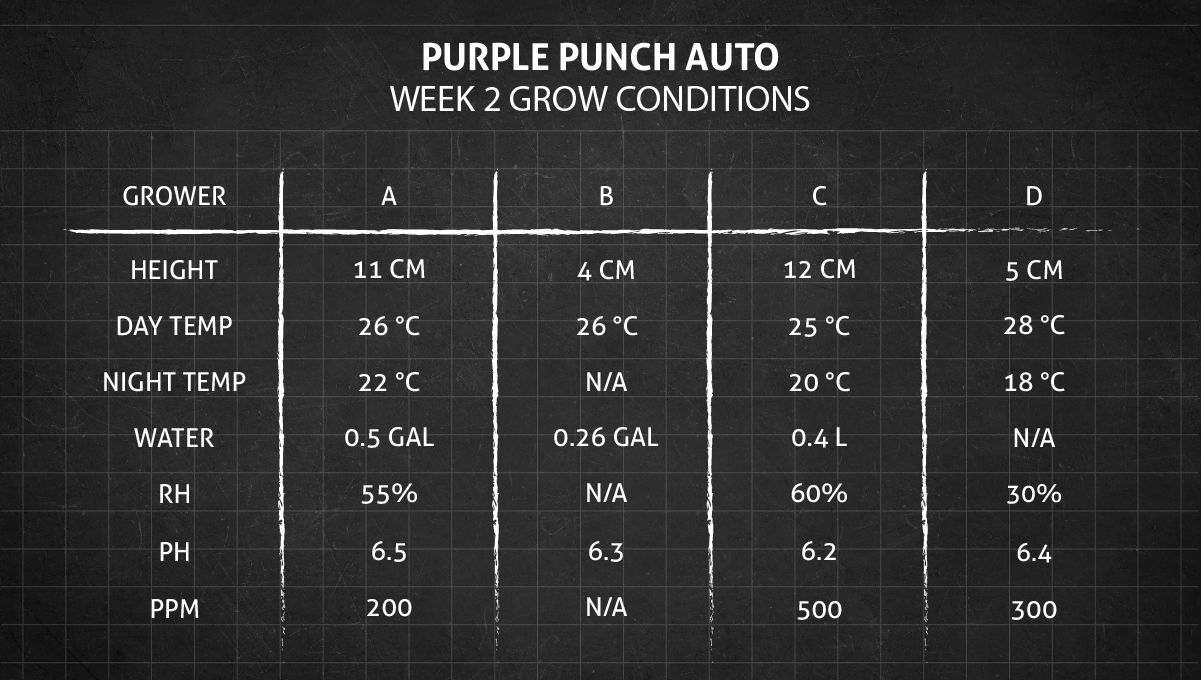 Purple Punch Auto Cannabis Strain Week-by-Week Guide: Week 2 grow conditions