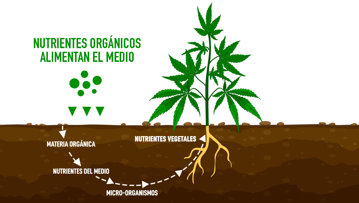 Cómo engordar tus cogollos: nutrientes orgánicos