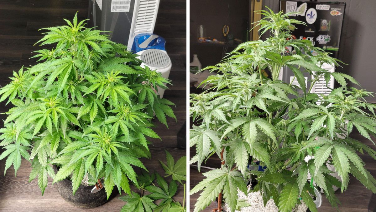 Mimosa Cake Auto cannabis strain: transition (pre-flower) | week 5 | an autoflower in veg before and after defoliation Mimosa Cake Auto cannabis strain: transition (pre-flower) | week 5 | an autoflower in veg before and after defoliation