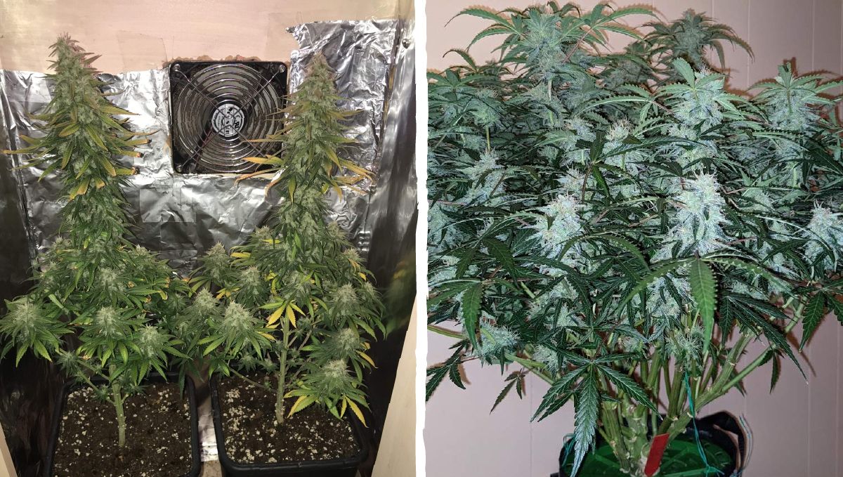 Lohnt es sich, Autoflowers anzubauen? Wie sieht es mit dem Platz aus? Lohnt es sich, Autoflowers anzubauen? Wie sieht es mit dem Platz aus?