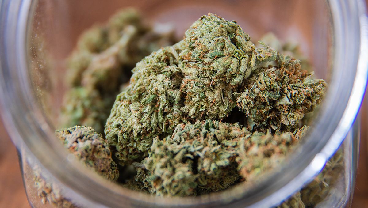 How to dry cannabis buds: slow vs fast drying How to dry cannabis buds: slow vs fast drying