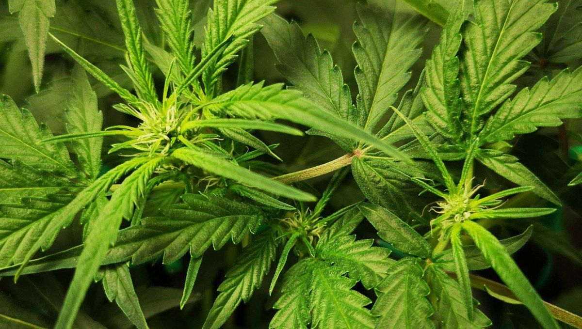 Blueberry Cheese Auto cannabis strain: transition (pre-flower) | week 5 | plant tops with the first pistils