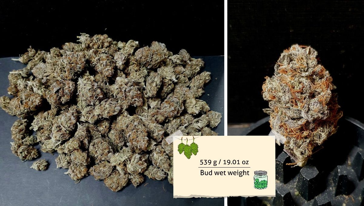 Gorilla Cookies FF cannabis strain: outcome | a bunch of small but tight buds and a closeup of one put on top a grinder's teeth Gorilla Cookies FF cannabis strain: outcome | a bunch of small but tight buds and a closeup of one put on top a grinder's teeth