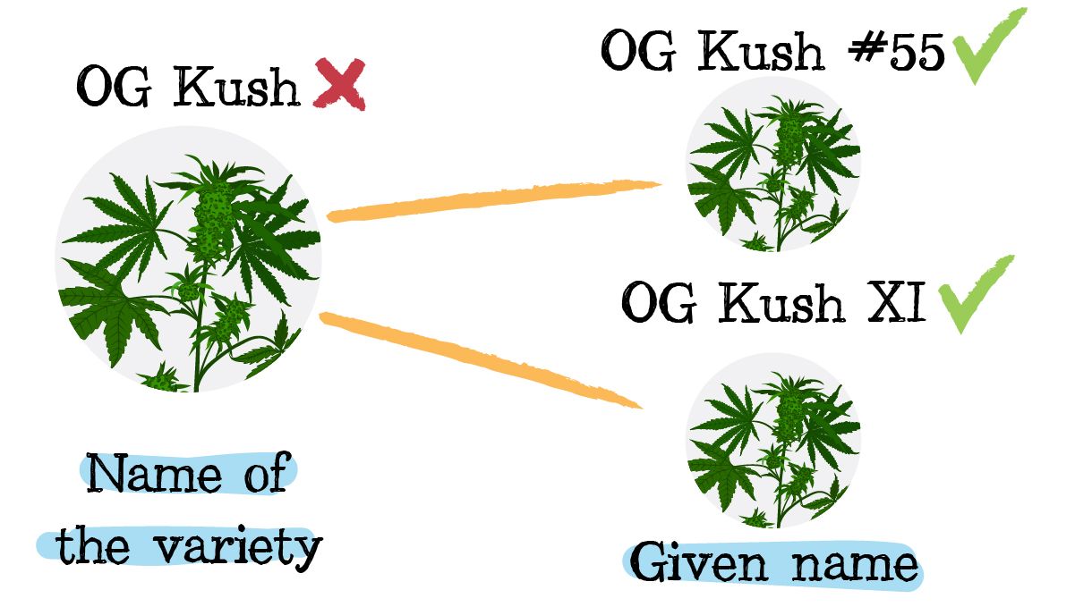Iprs in cannabis: can you have iprs? Iprs in cannabis: can you have iprs?