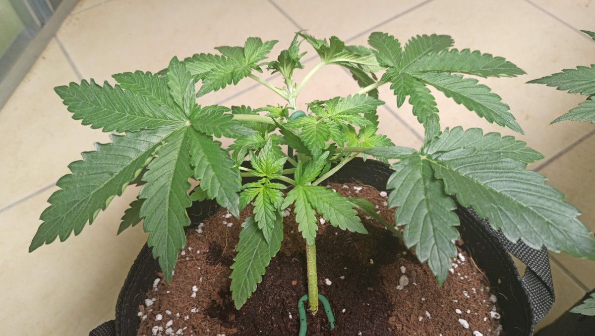 Mimosa Cake Auto cannabis strain: mid veg | weeks 3-4 | a young autoflower with the main stem bent and secured with braces Mimosa Cake Auto cannabis strain: mid veg | weeks 3-4 | a young autoflower with the main stem bent and secured with braces