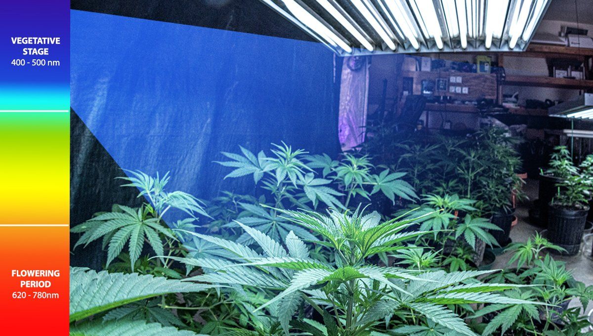 El mejor horario de luz para el cannabis en la etapa vegetativa: espectro de luz para las plantas en la etapa vegetativa