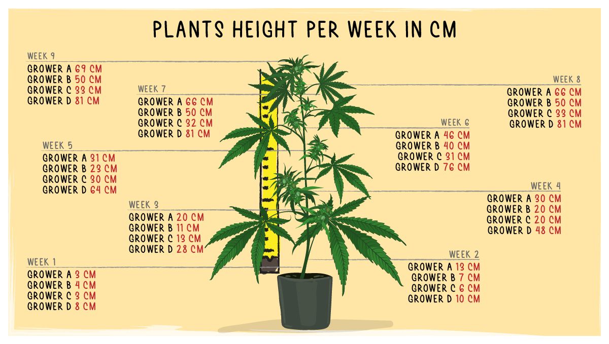 Strawberry Pie Auto Cannabis Strain Week-by-Week Guide: Plant height at different stages