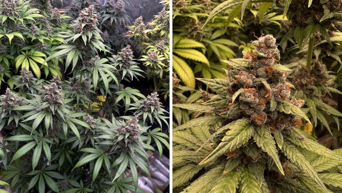 Purple Lemonade FF cannabis strain: ripening and harvest | weeks 12 | a maturing indoor marijuana plant with purplish buds Purple Lemonade FF cannabis strain: ripening and harvest | weeks 12 | a maturing indoor marijuana plant with purplish buds