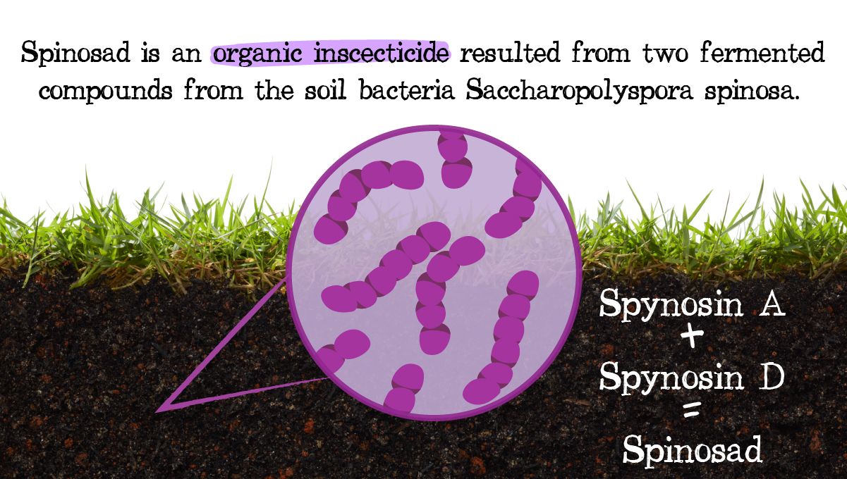 Is spinosad safe?: what is spinosad?