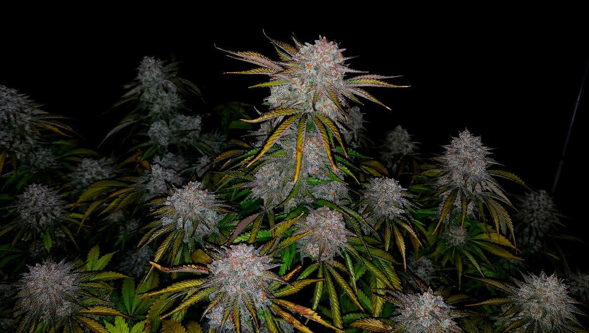 cherry cola