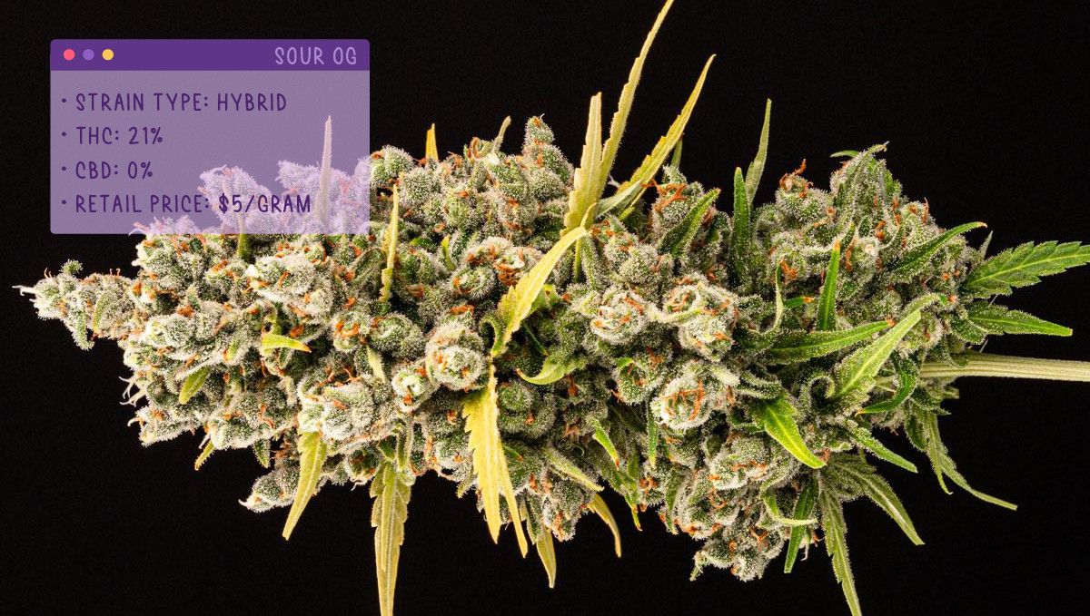 Best Weed Strains for Anxiety: Sour OG