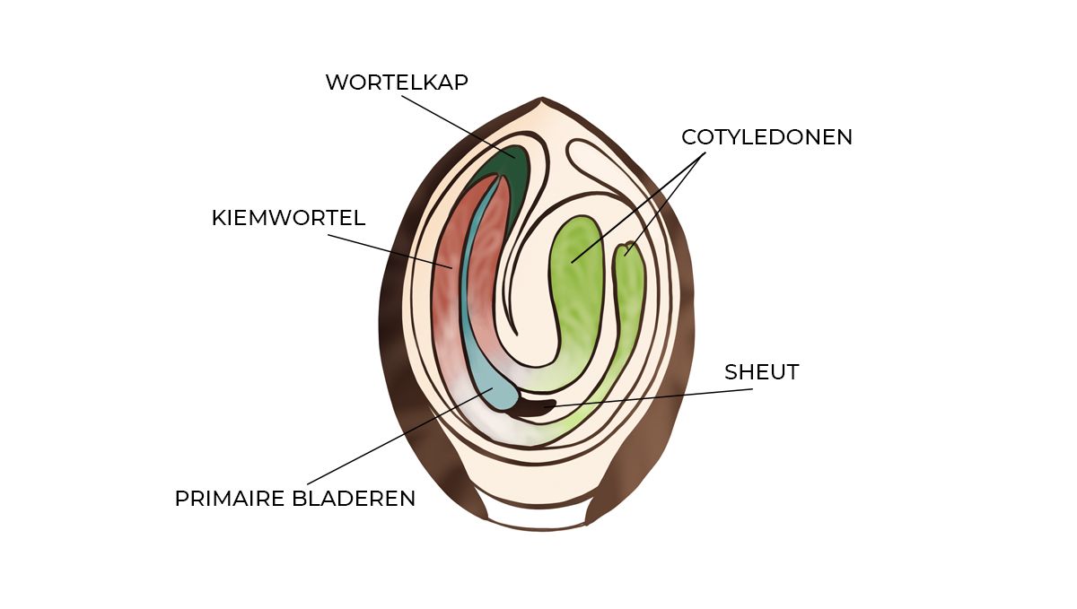 Ontkiemingsgids voor zelfbloeiende zaden: Anatomie van een zaadje