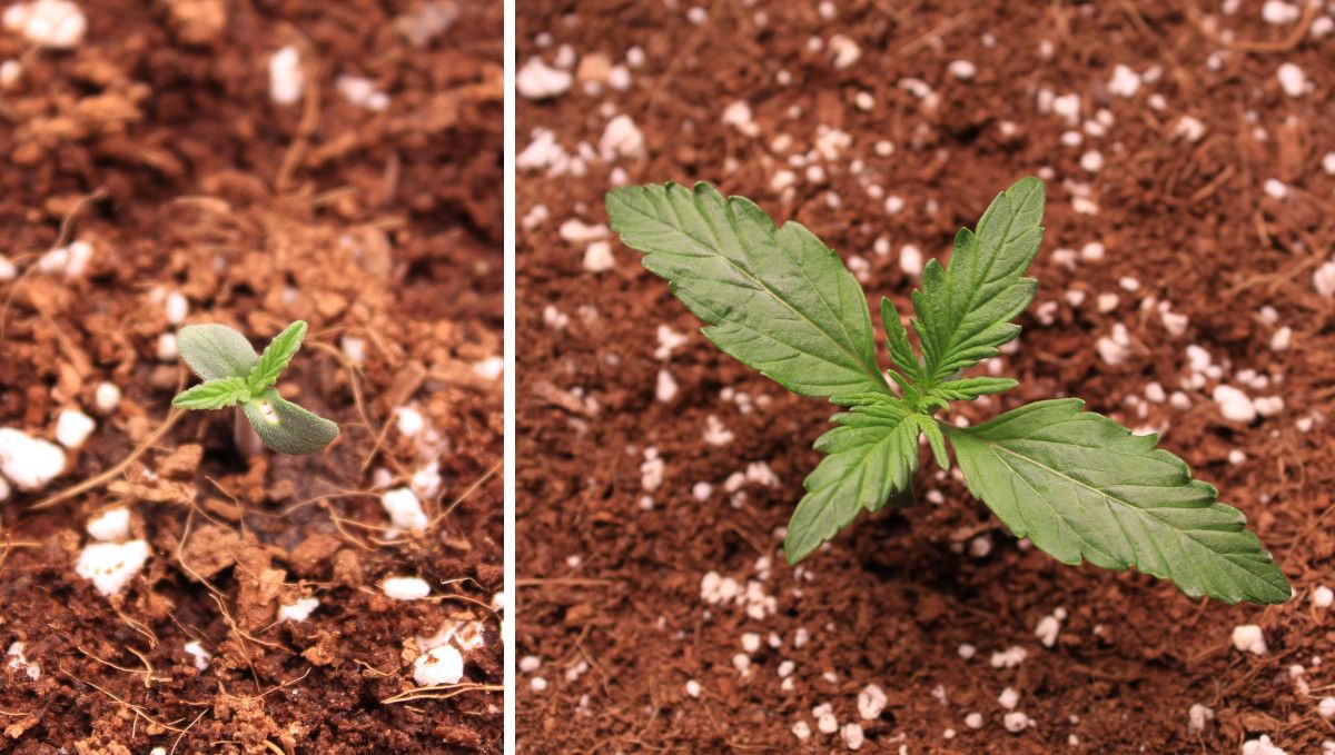 Skywalker OG Auto cannabis strain: germination and seedling stage | week 1 | the progress of a weed sprout through the first 7 days Skywalker OG Auto cannabis strain: germination and seedling stage | week 1 | the progress of a weed sprout through the first 7 days