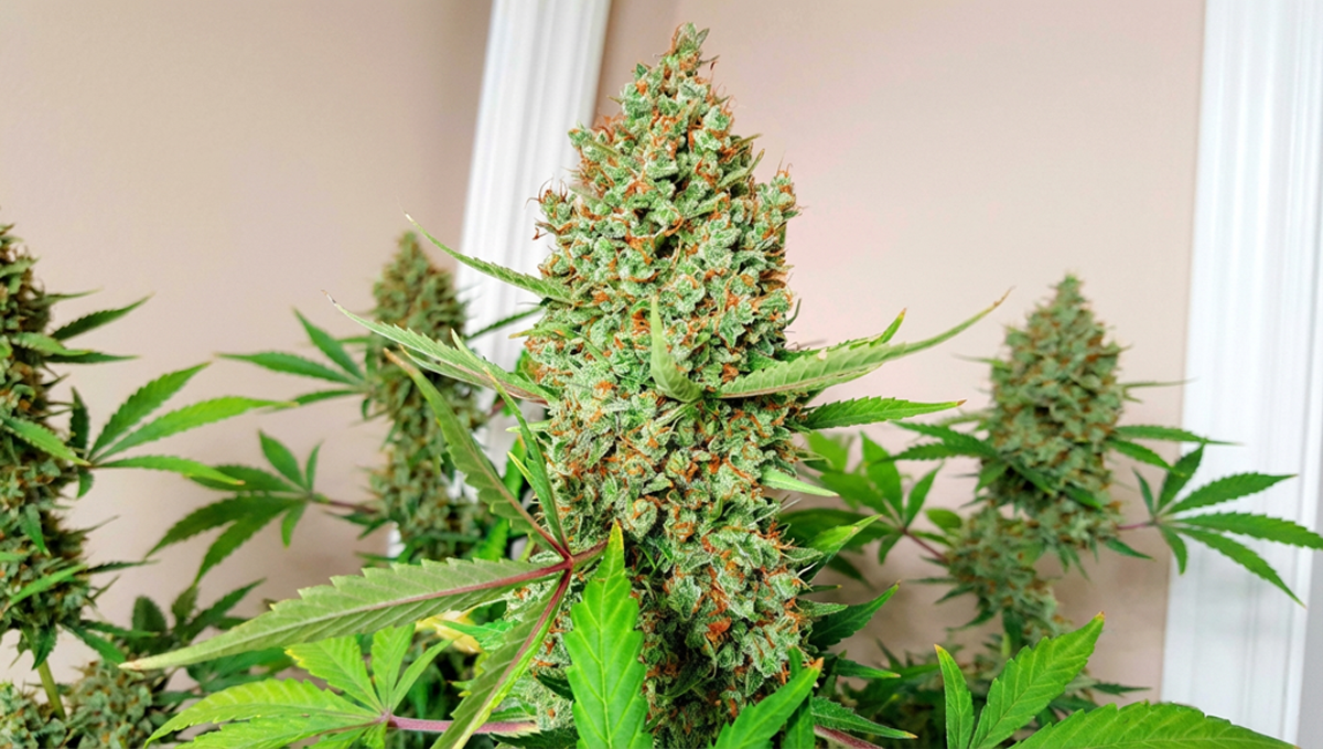 Gorilla Cookies Auto with rich trichomes and orange hairs by @Gatornugs.
