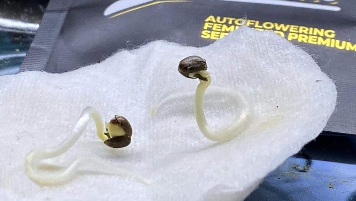 Mimosa Cake Auto cannabis strain: germination and seedling stage | week 1 | two seeds with long, wavy taproots on a wet paper towel Mimosa Cake Auto cannabis strain: germination and seedling stage | week 1 | two seeds with long, wavy taproots on a wet paper towel