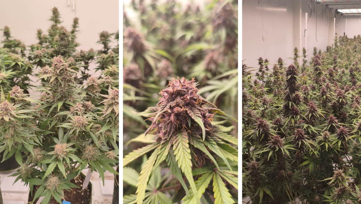 F1 cannabis plants in a greenhouse showcasing advanced genetic traits.