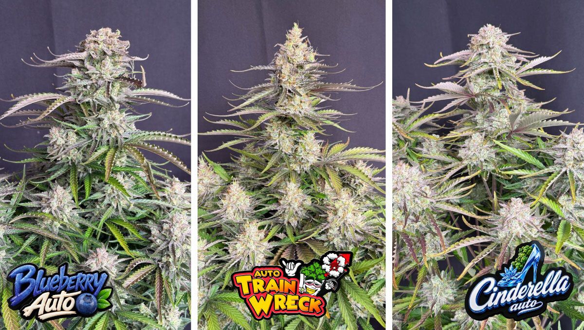 2 (15).jpg Blueberry Auto, Trainwreck Auto and Cinderella Auto