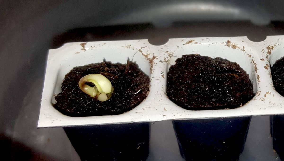 Auto Mazar cannabis strain: germination and seedling stage | week 1 | a sprout emerging from one of the cells in a tray filled with peat moss