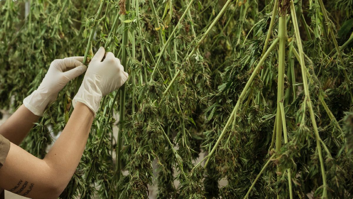 Harvest Your Autoflowering Cannabis: trimming and drying Harvest Your Autoflowering Cannabis: trimming and drying