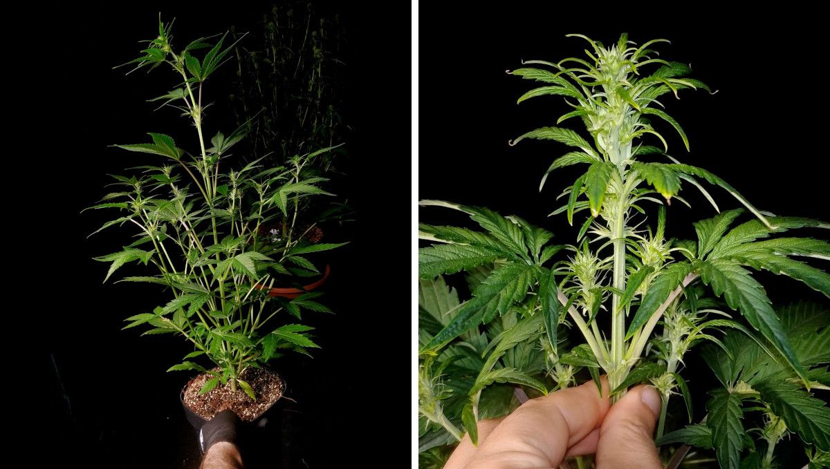 Gorilla Z Auto cannabis strain: transition (pre-flower) | week 5 | a stretchy autoflower and it's main shoot on the brink of flowering