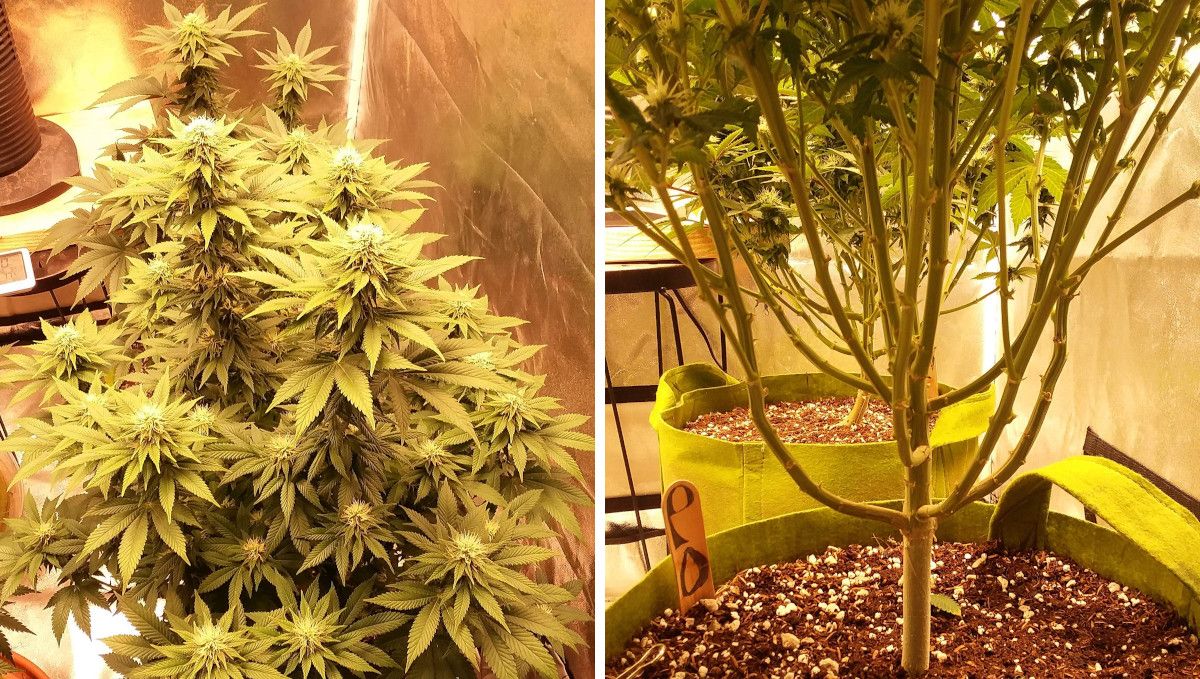 Pineapple Chunk Cannabis Strain Week-by-Week Guide: A top view of indoor marijuana in the early stages of flowering and the side view of her lower third completely stripped of leaves and bud sites