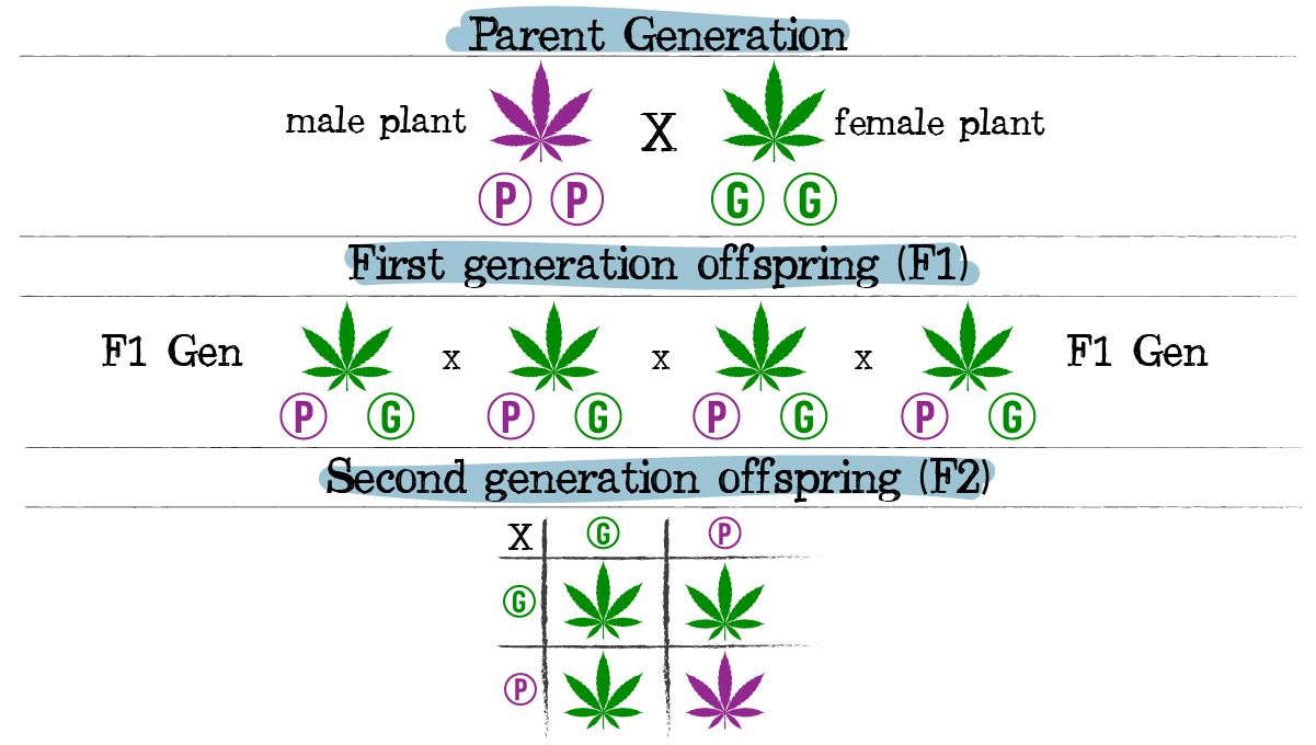 Cannabis breeding: complete dominance