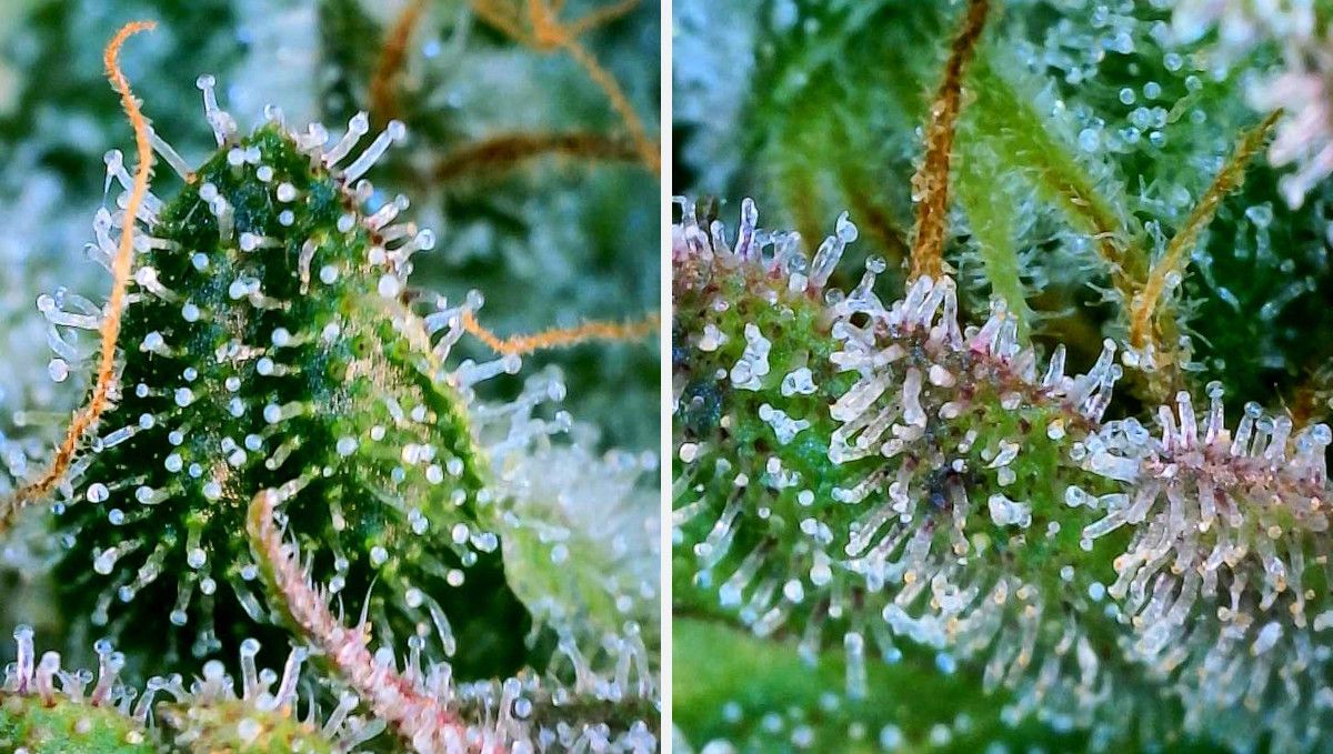 Orange Sherbet FF cannabis strain: ripening and harvest | weeks 12 | macro shots of trichomes Orange Sherbet FF cannabis strain: ripening and harvest | weeks 12 | macro shots of trichomes