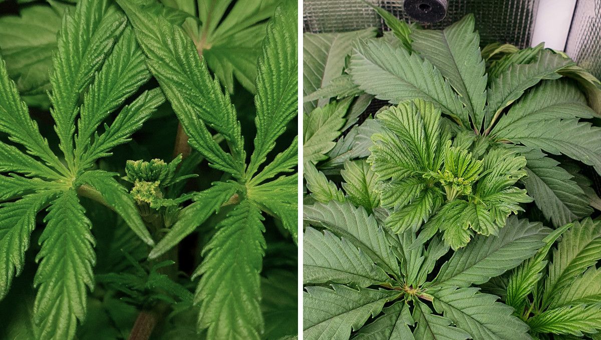 Gorilla Cookies FF cannabis strain: mid veg | a FIMed plant recovering after the procedure Gorilla Cookies FF cannabis strain: mid veg | a FIMed plant recovering after the procedure