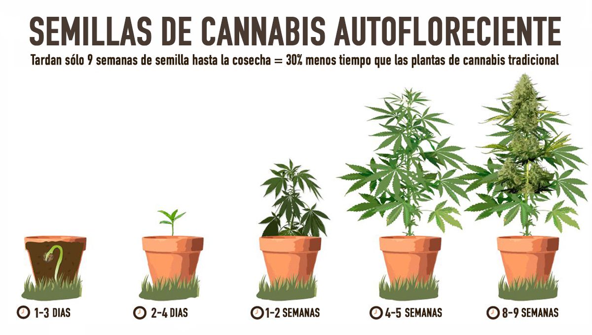 ¿Valen la pena las autoflorecientes? Crecimiento rápido ¿Valen la pena las autoflorecientes? Crecimiento rápido