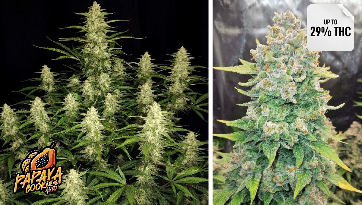 Papaya Cookies Auto™