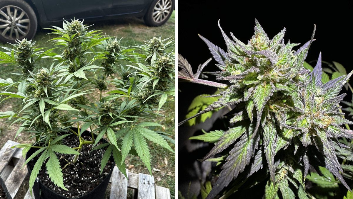 Purple Lemonade FF cannabis strain: ripening and harvest | weeks 12 | an outdoor plant and one of its buds pre-harvest Purple Lemonade FF cannabis strain: ripening and harvest | weeks 12 | an outdoor plant and one of its buds pre-harvest